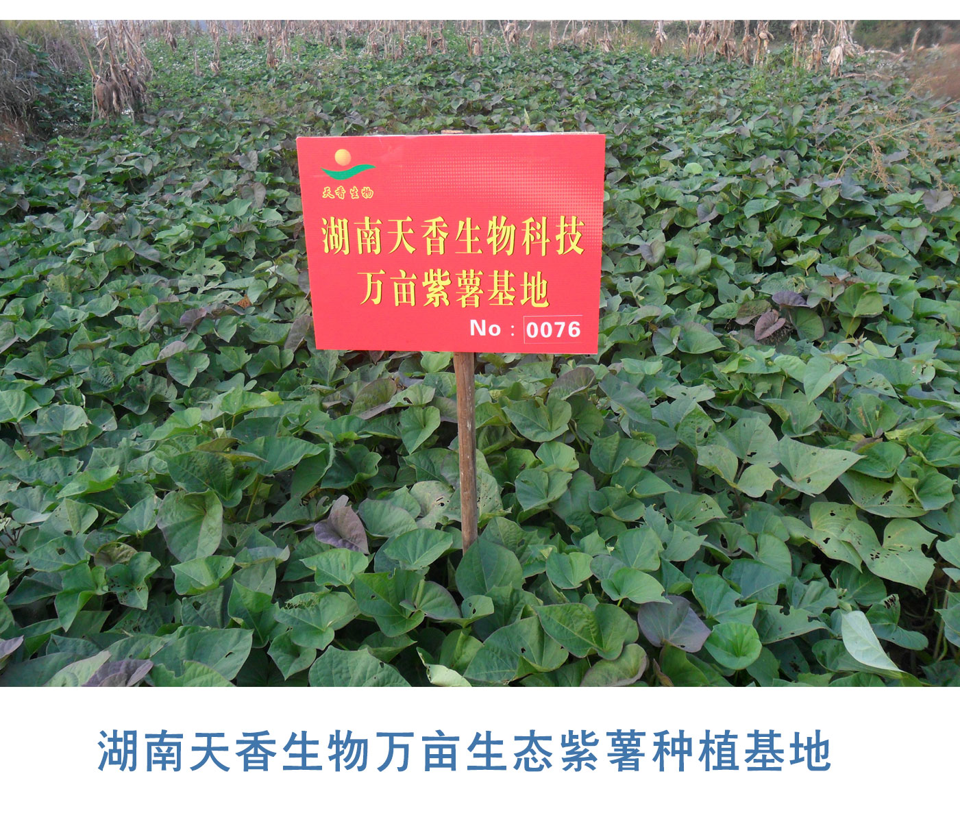 產(chǎn)業(yè)帶動(dòng)