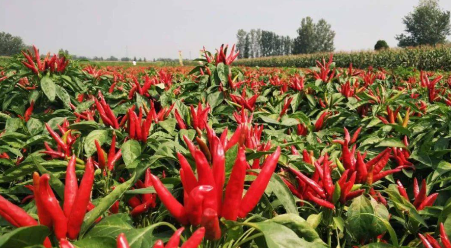 邵陽(yáng)諸多農(nóng)特產(chǎn)的發(fā)源地 關(guān)于家鄉(xiāng)的雪峰山你了解多少？