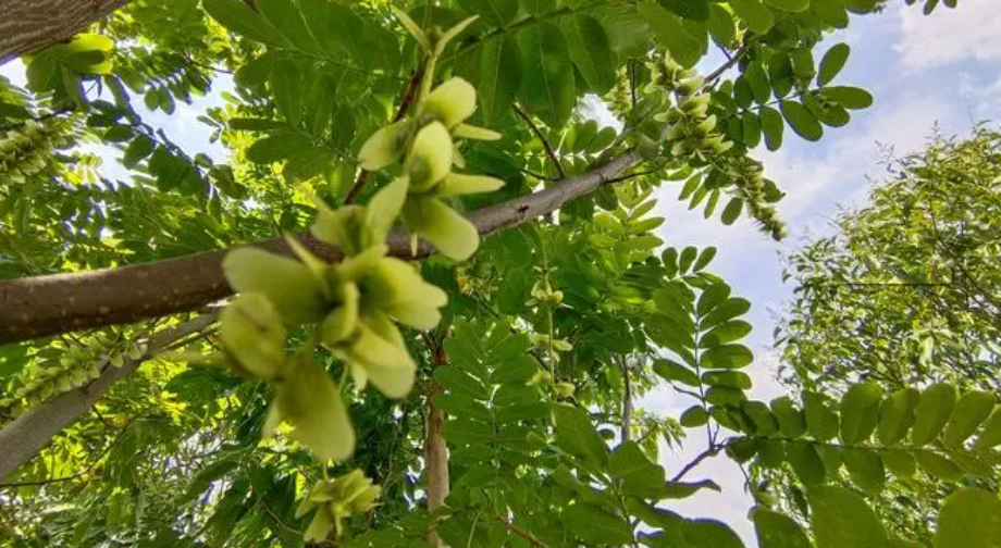 邵陽(yáng)諸多農(nóng)特產(chǎn)的發(fā)源地 關(guān)于家鄉(xiāng)的雪峰山你了解多少？