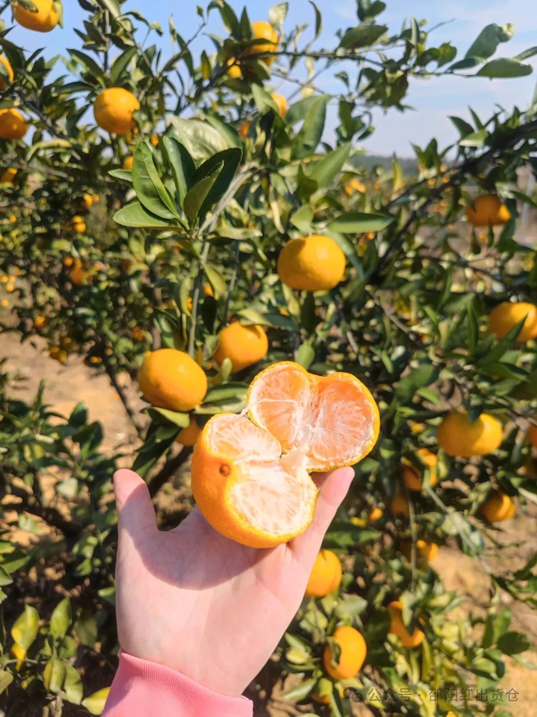 “蜜桔香氣飄萬里，一品甘甜雪峰桔”
